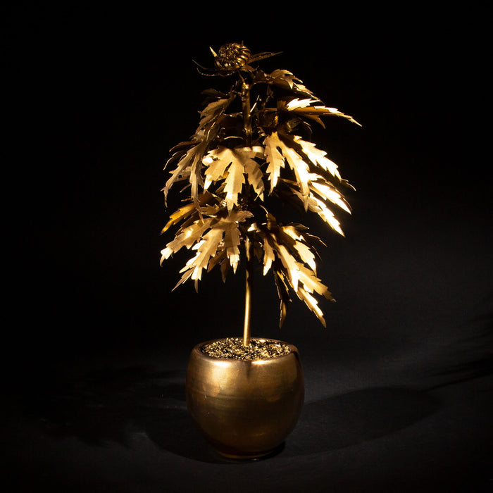 Luxury Leaf: The Acapulco Gold-Inspired Park Avenue Pot Plant