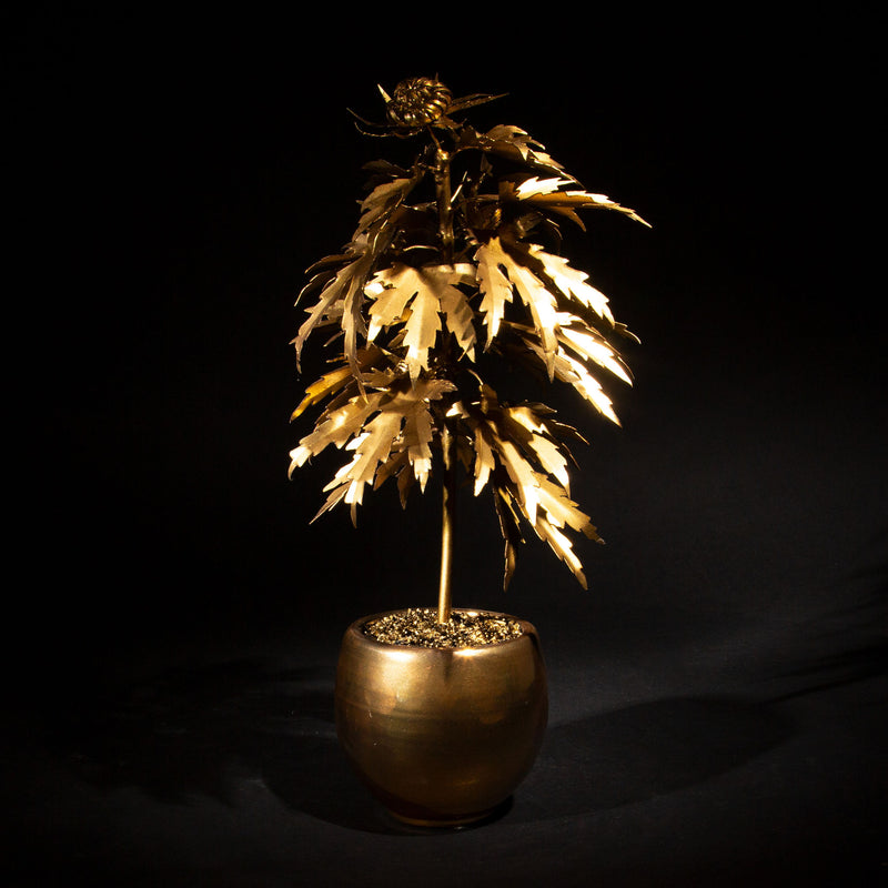 Luxury Leaf: The Acapulco Gold-Inspired Park Avenue Pot Plant
