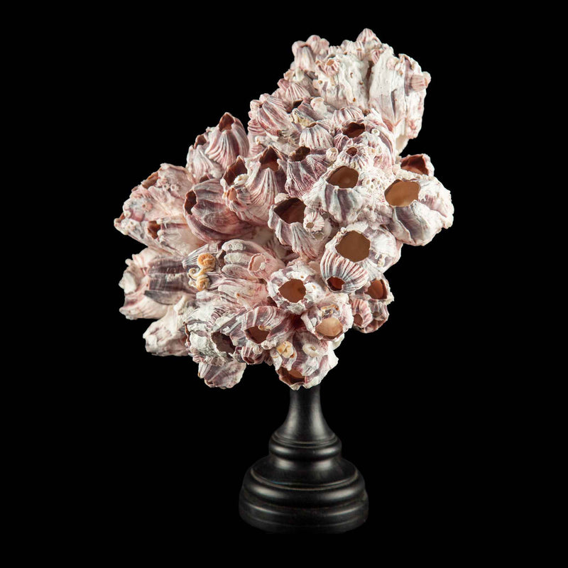 Mounted Acorn Barnacle