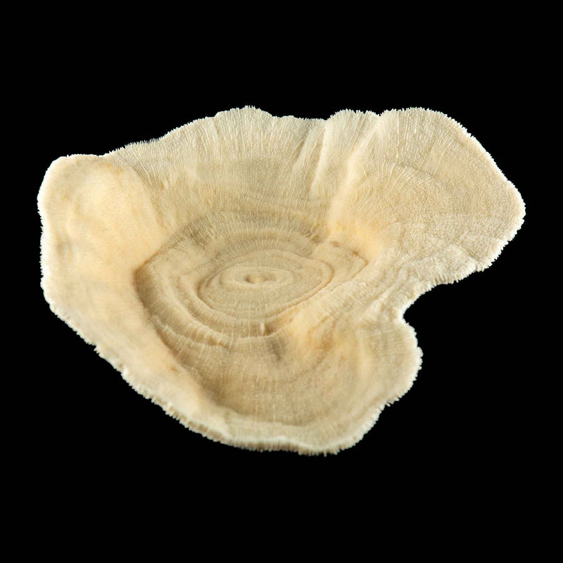 Mounted Natural Specimen of Cup Coral