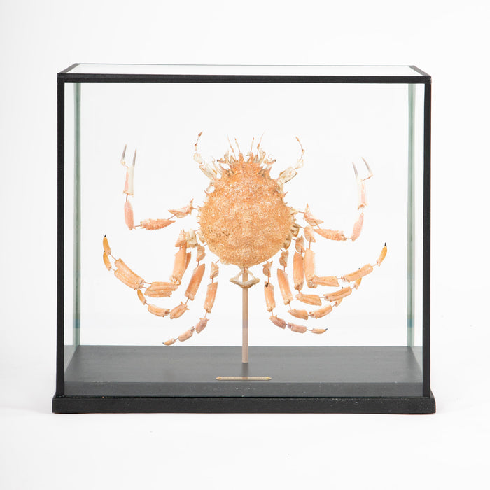 Deconstructed Spiny Spider Crab (Maja Brachydactyla) Specimen Under Glass Case