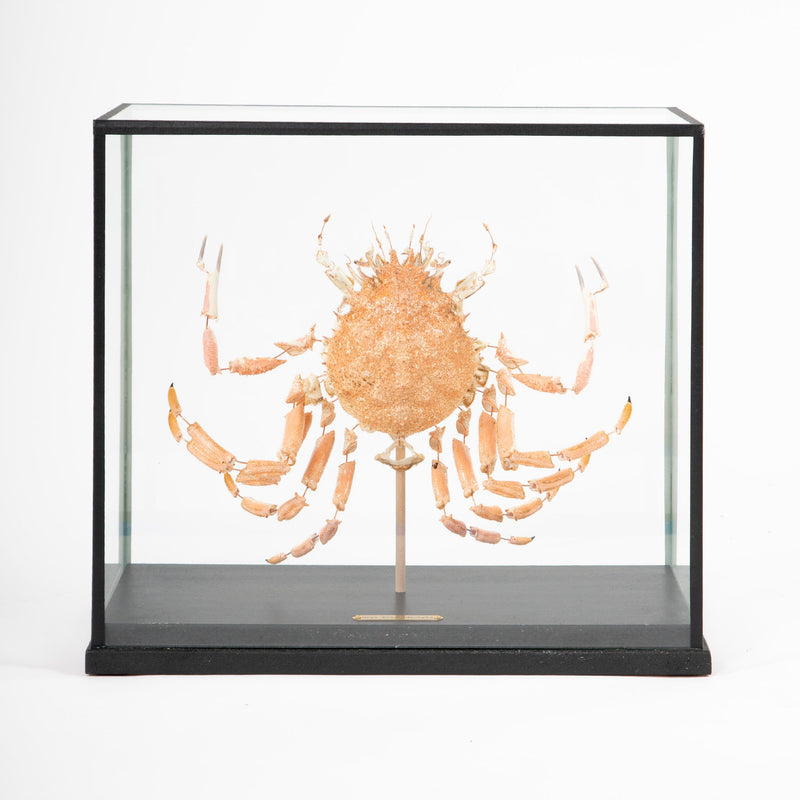 Deconstructed Spiny Spider Crab (Maja Brachydactyla) Specimen Under Glass Case