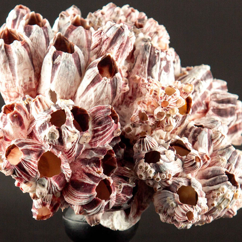 Mounted Acorn Barnacles