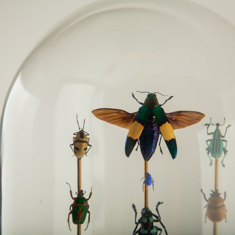 Hasharat, Totems III: Entomological Composition in a 19th-Century Glass Dome