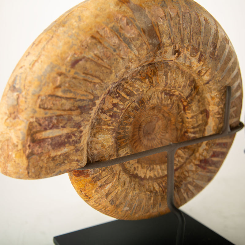 Pair of Jurassic–Cretaceous Polished Ammonite Fossils on Stands