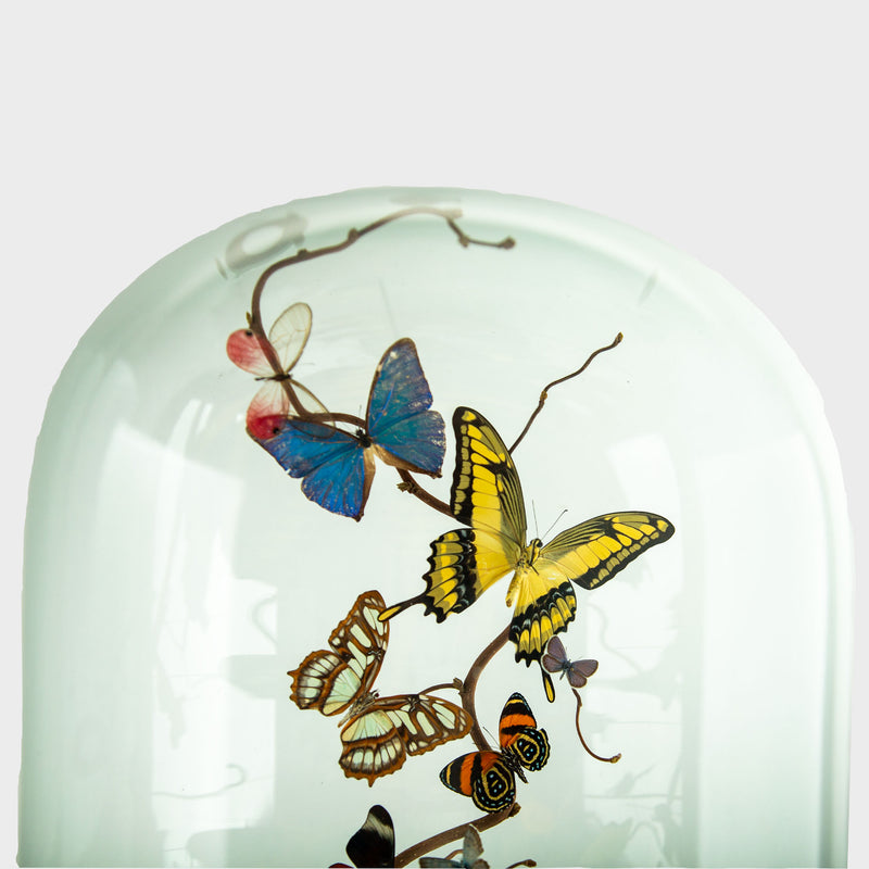 Hasharat “Summer Garden” Butterfly Specimen Display in 19th-Century Glass Dome