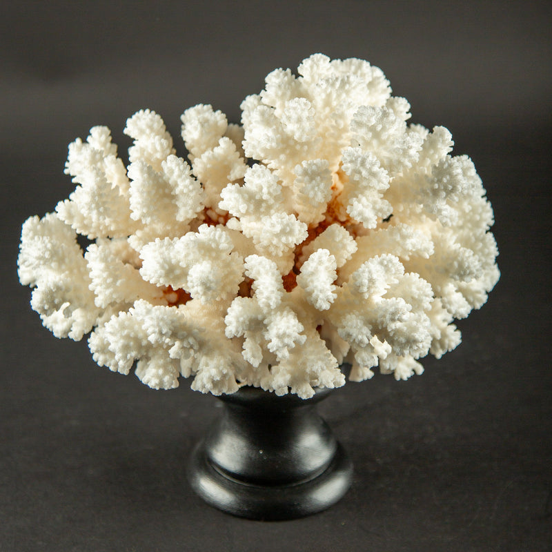 White Brown Stem Coral Specimen on Hand-Turned Italian Black Lacquer Pedestal