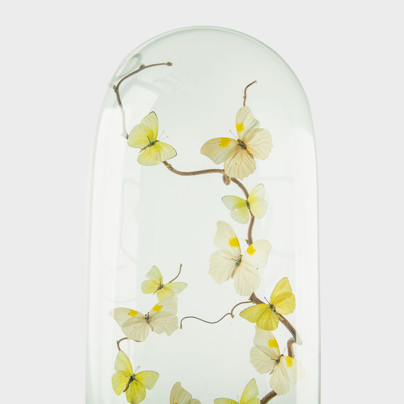Spun Sugar by Hasharat Butterfly Specimen Display Under Glass Dome