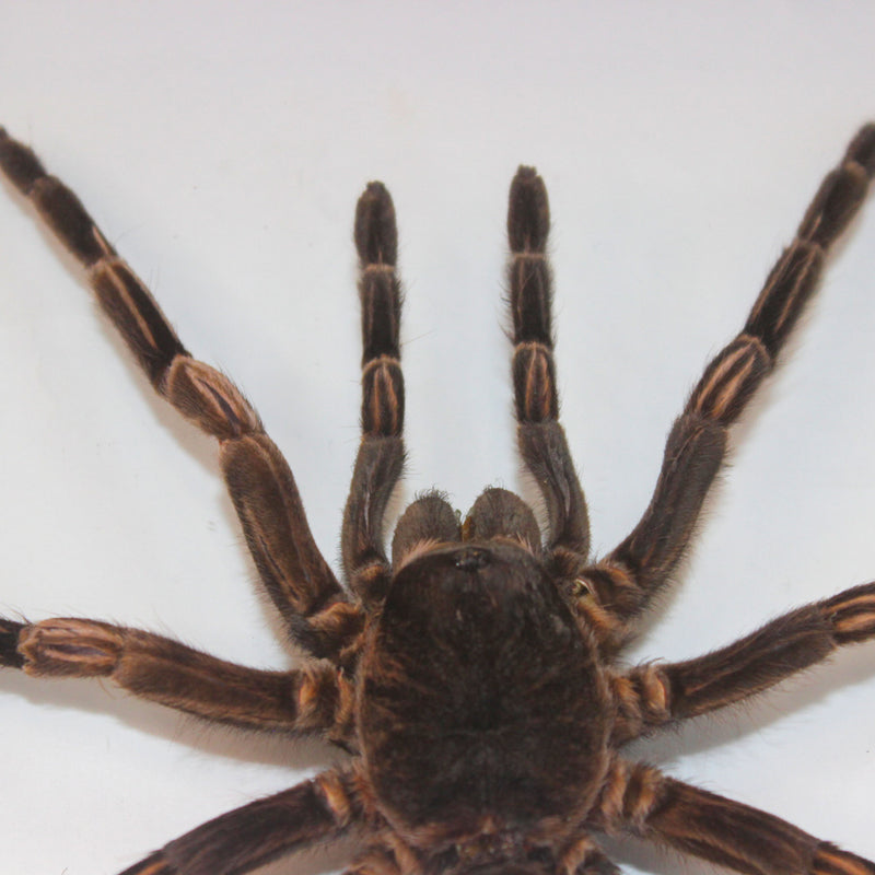 Framed Peruvian Tarantula, Lasiodorides striatus