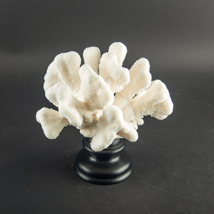 White Cat’s Paw Coral Specimen on Hand-Turned Italian Black Lacquer Pedestal