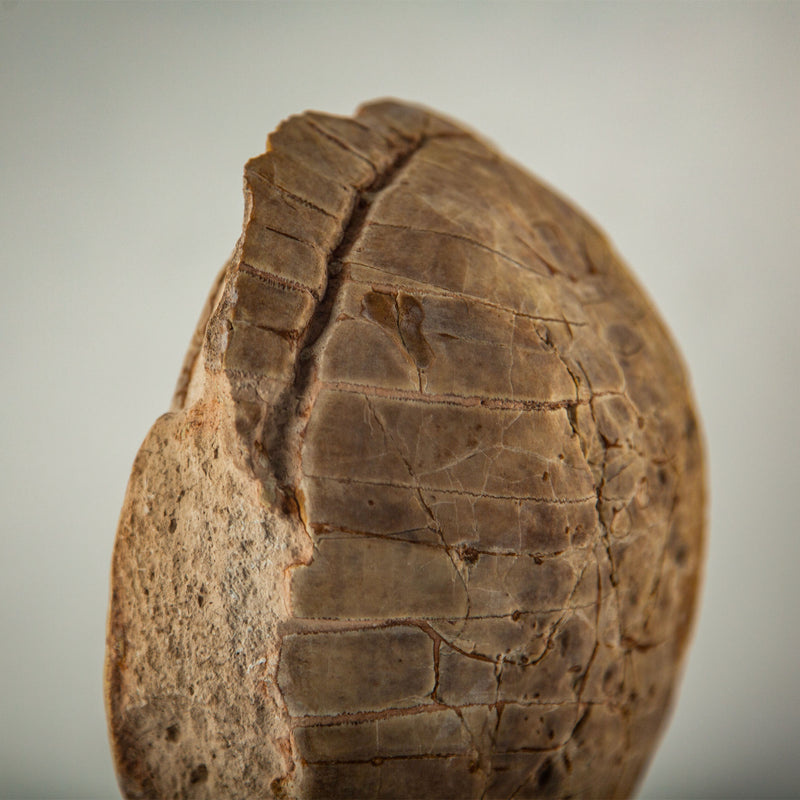Miocene Fossilized Turtle Carapace on Iron Stand, 5–23 Million Years Old