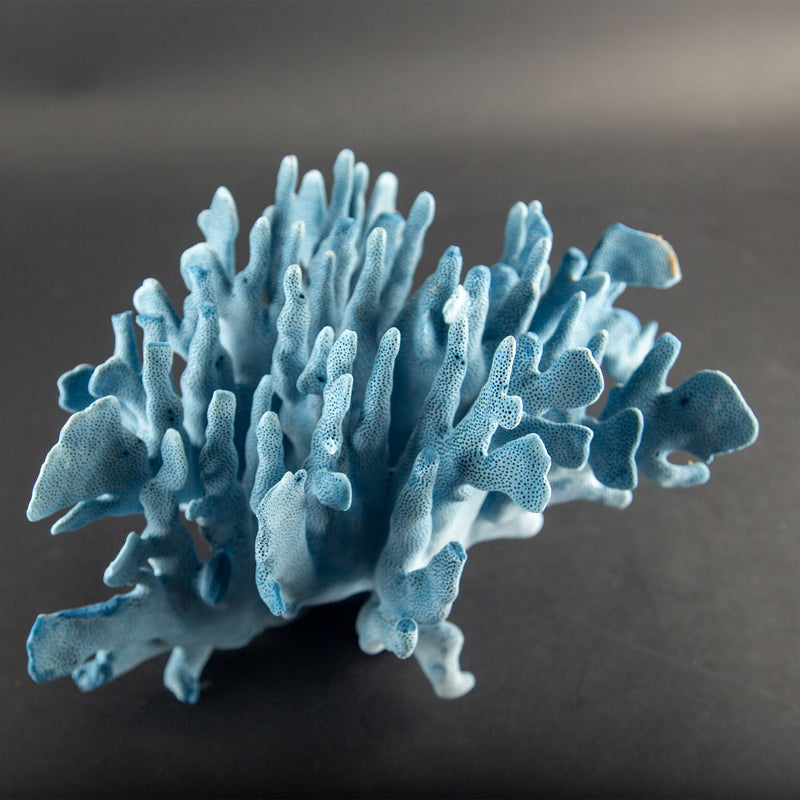 Sculptural Indo-Pacific Blue Coral Specimen with Intricate Branching Formation