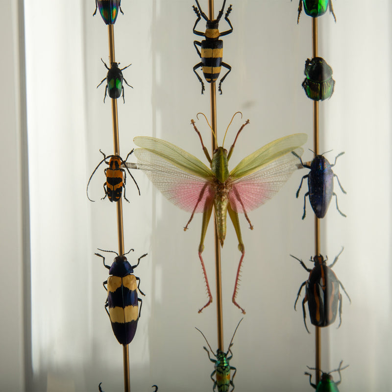 Totems II by Hasharat – Entomological Sculpture Under a 19th Century Glass Dome