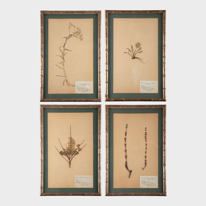 Gilt Framed Herbier Botanical Specimens from the early 20th Century