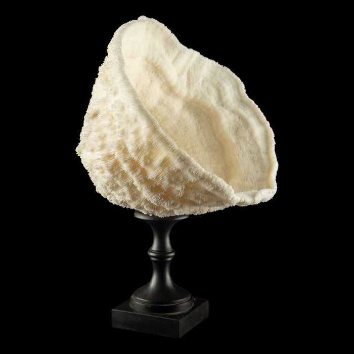 Mounted Natural Specimen of Cup Coral