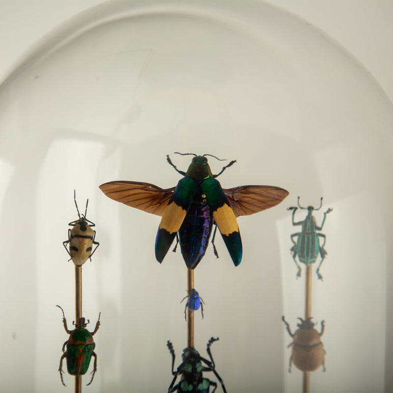 Hasharat, Totems III: Entomological Composition in a 19th-Century Glass Dome