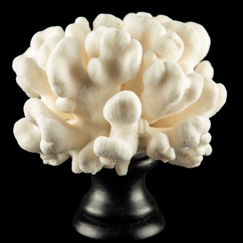 Mounted Elk Coral