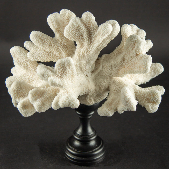 Sculptural White Cat’s Paw Coral on Italian Black Lacquer Pedestal