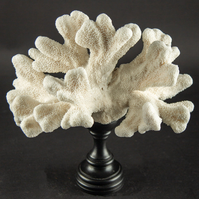 Sculptural White Cat’s Paw Coral on Italian Black Lacquer Pedestal