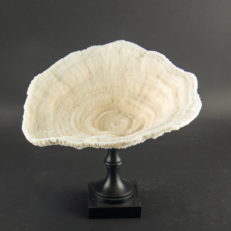 White Cup Coral on Custom Italian Black Lacquer Mount