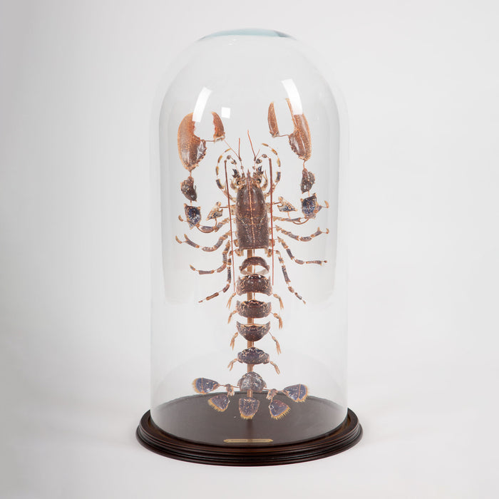 Deconstructed Lobster (Homarus Gammarus) Specimen Under Glass Dome, 28"H