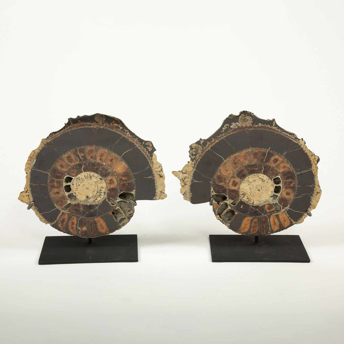 Pair of Mounted Pyritized Ammonites, 12 Inches, Mesozoic Era