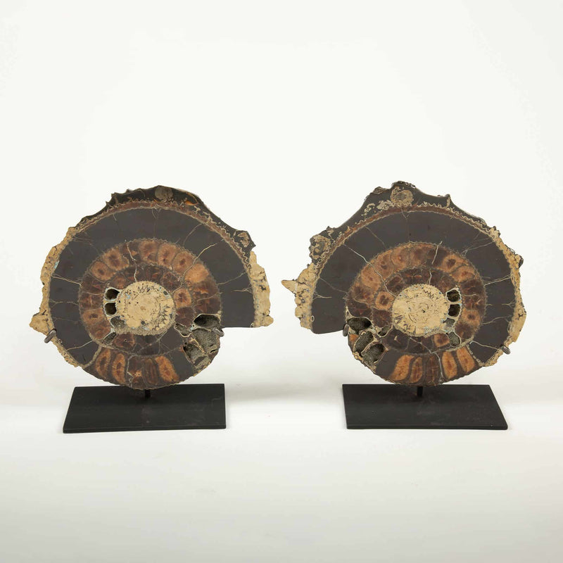 Pair of Mounted Pyritized Ammonites, 12 Inches, Mesozoic Era