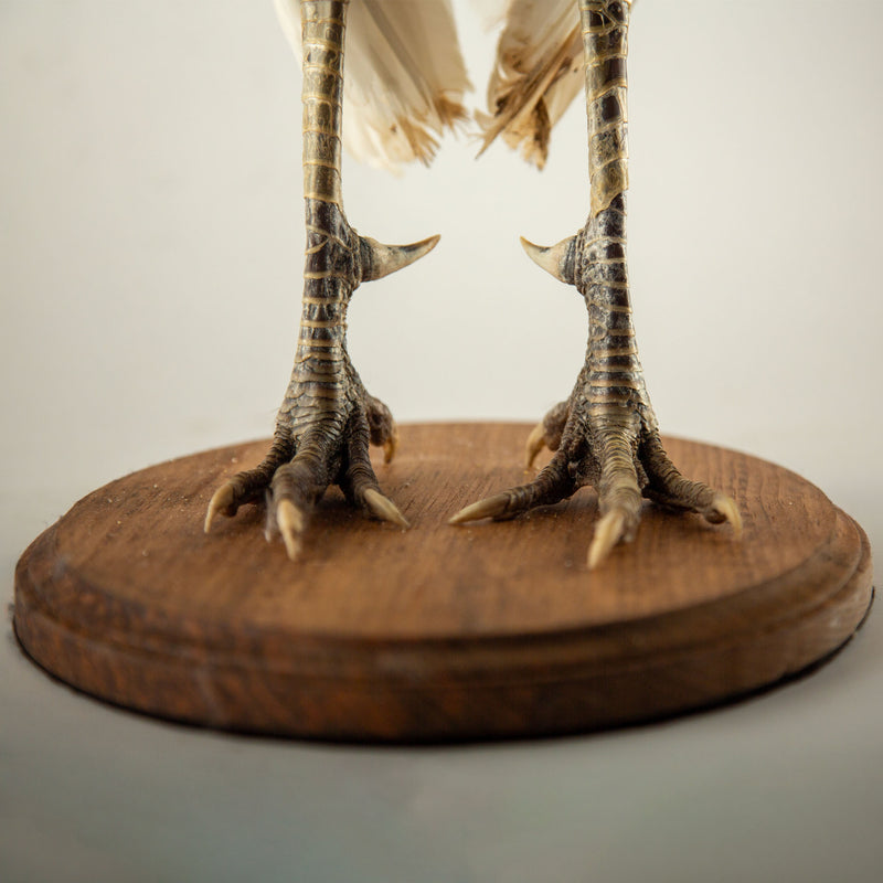 Exquisite Pied Peacock Taxidermy: A Majestic Display of Rarity and Elegance