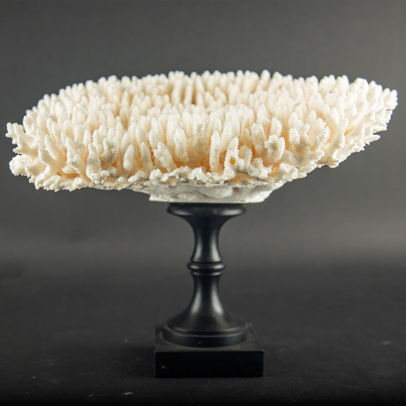 White Table Coral Specimen on Hand-Turned Italian Black Lacquer Pedestal