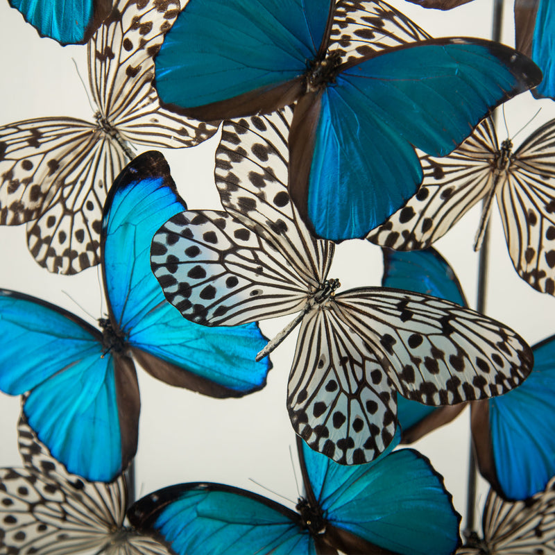 Halcyon by Hasharat: Cobalt Morpho Butterflies Under a 19th-Century Glass Dome
