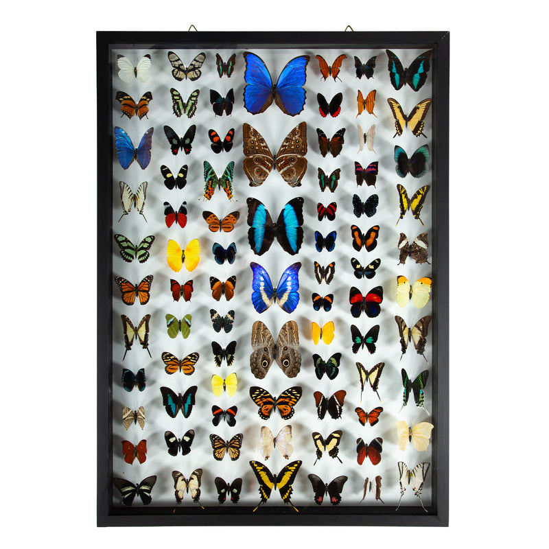 Large Framed Butterfly Swarm - 36" H