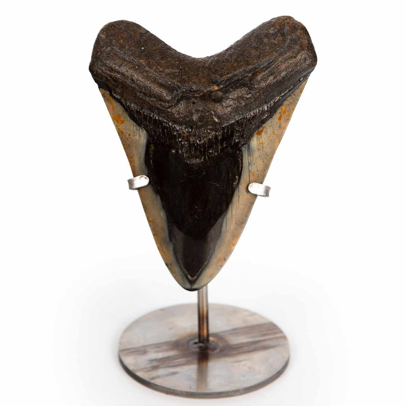 Mounted Megalodon Tooth
