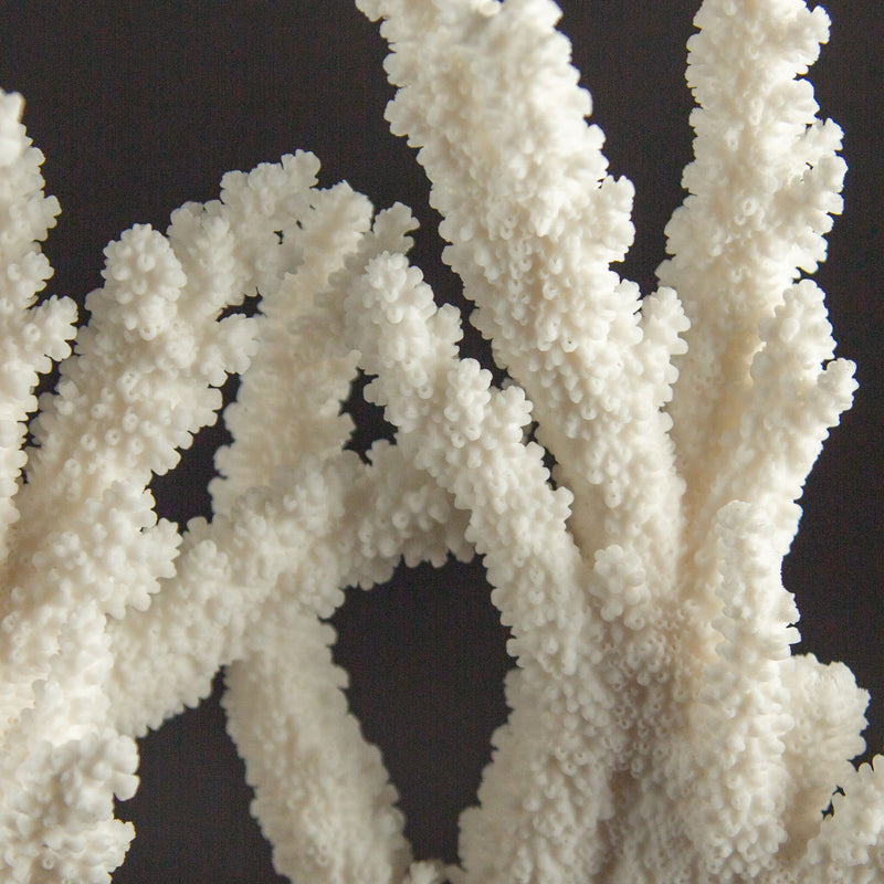 Large Mounted White Branch Coral Specimen
