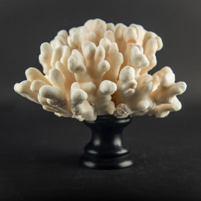Ivory Cat’s Paw Coral Specimen on Italian Black Lacquer Pedestal