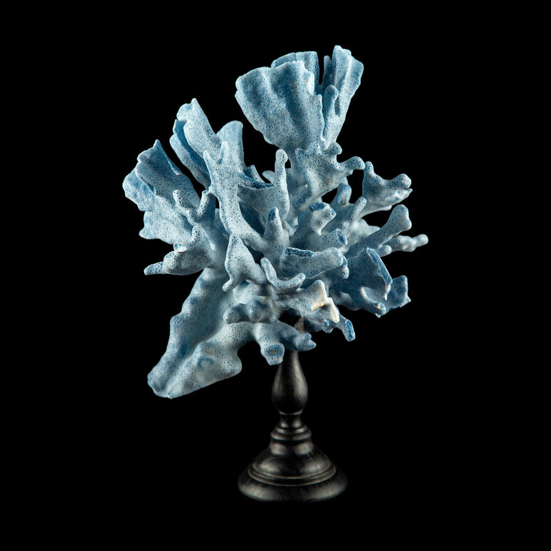 Mounted Blue Coral