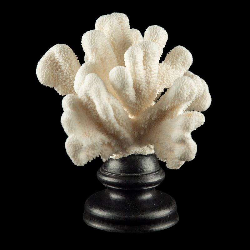 Mounted Catspaw Coral