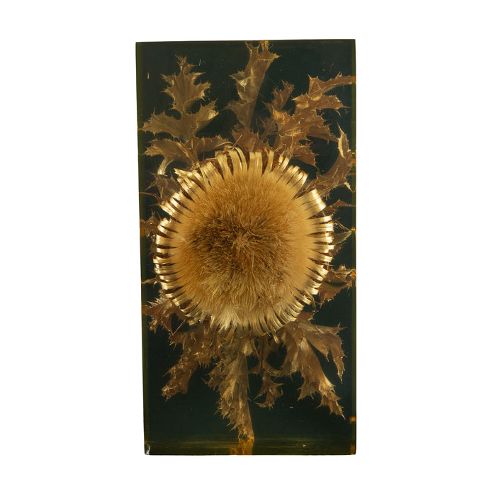The Preserved Bloom: Mid C Thistle & Leaves in Lucite by Pierre Giraudon