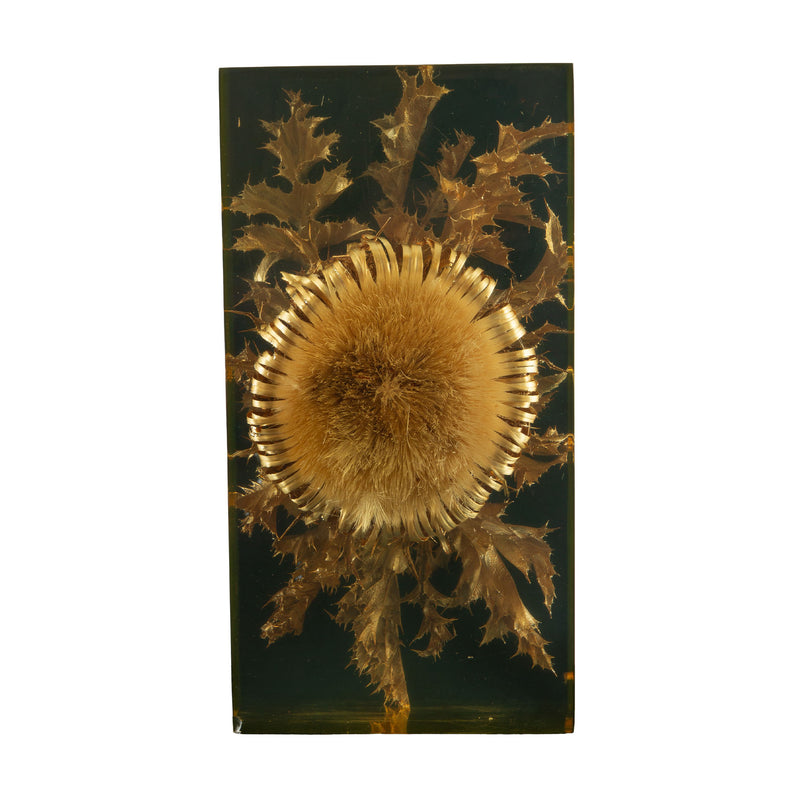 The Preserved Bloom: Mid C Thistle & Leaves in Lucite by Pierre Giraudon