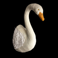 Swan