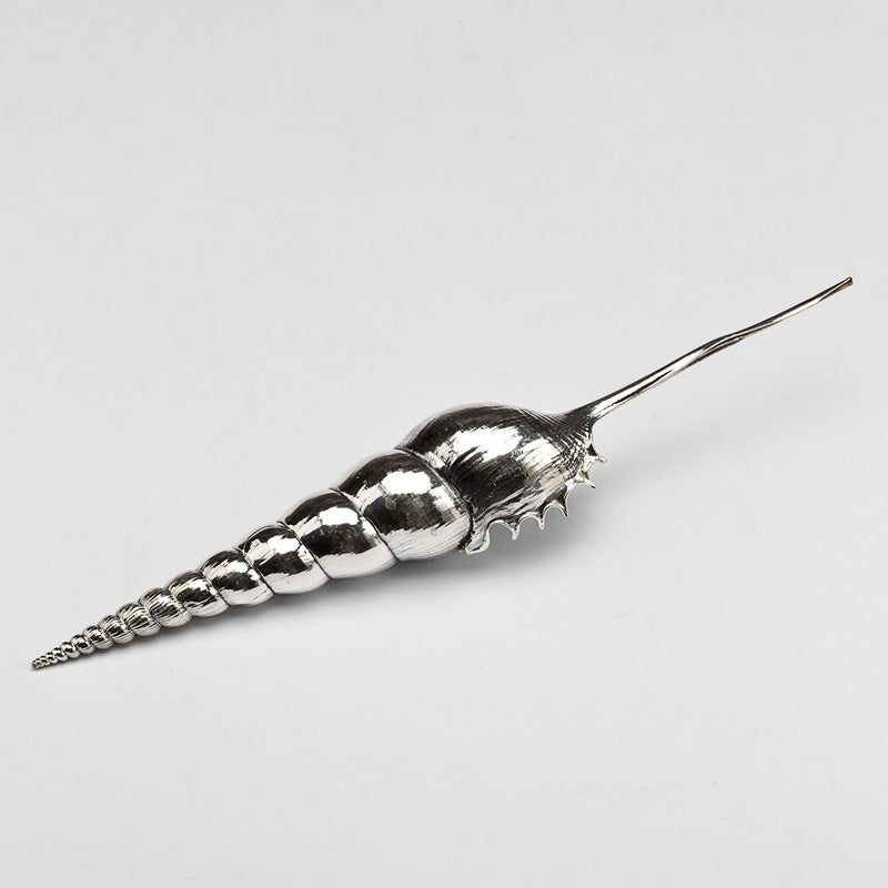 Silvered Tibia Fusus Shell