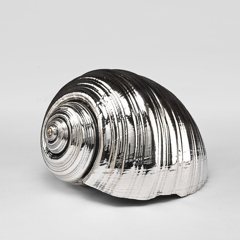 Silvered Tonna Shell