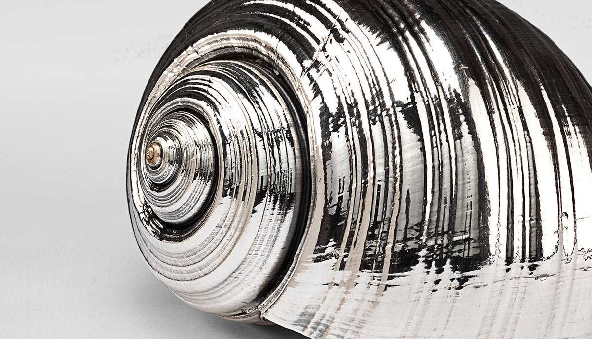 Silvered Tonna Shell