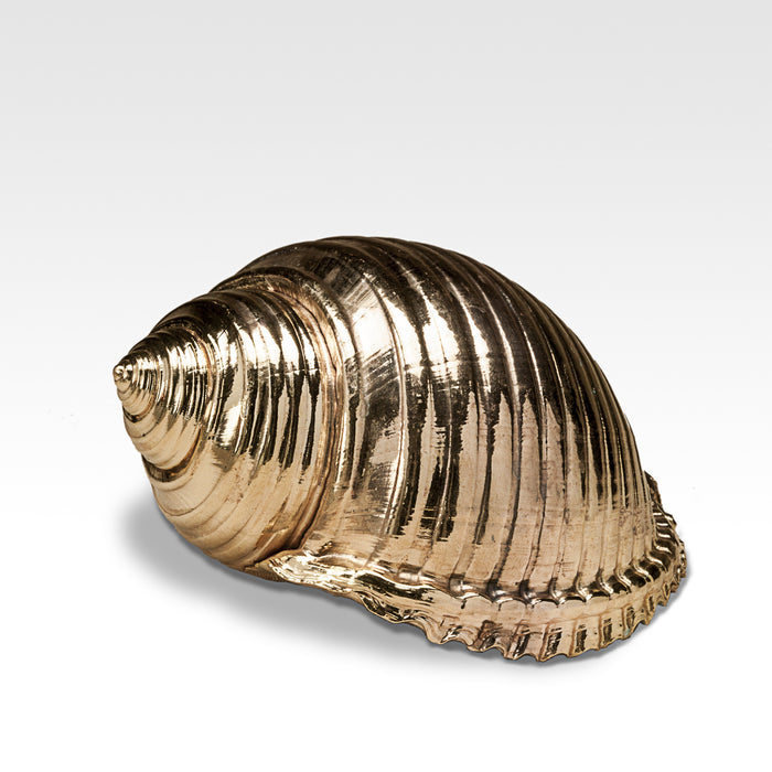 Gilded Tonna Shell