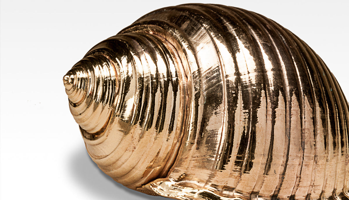 Gilded Tonna Shell