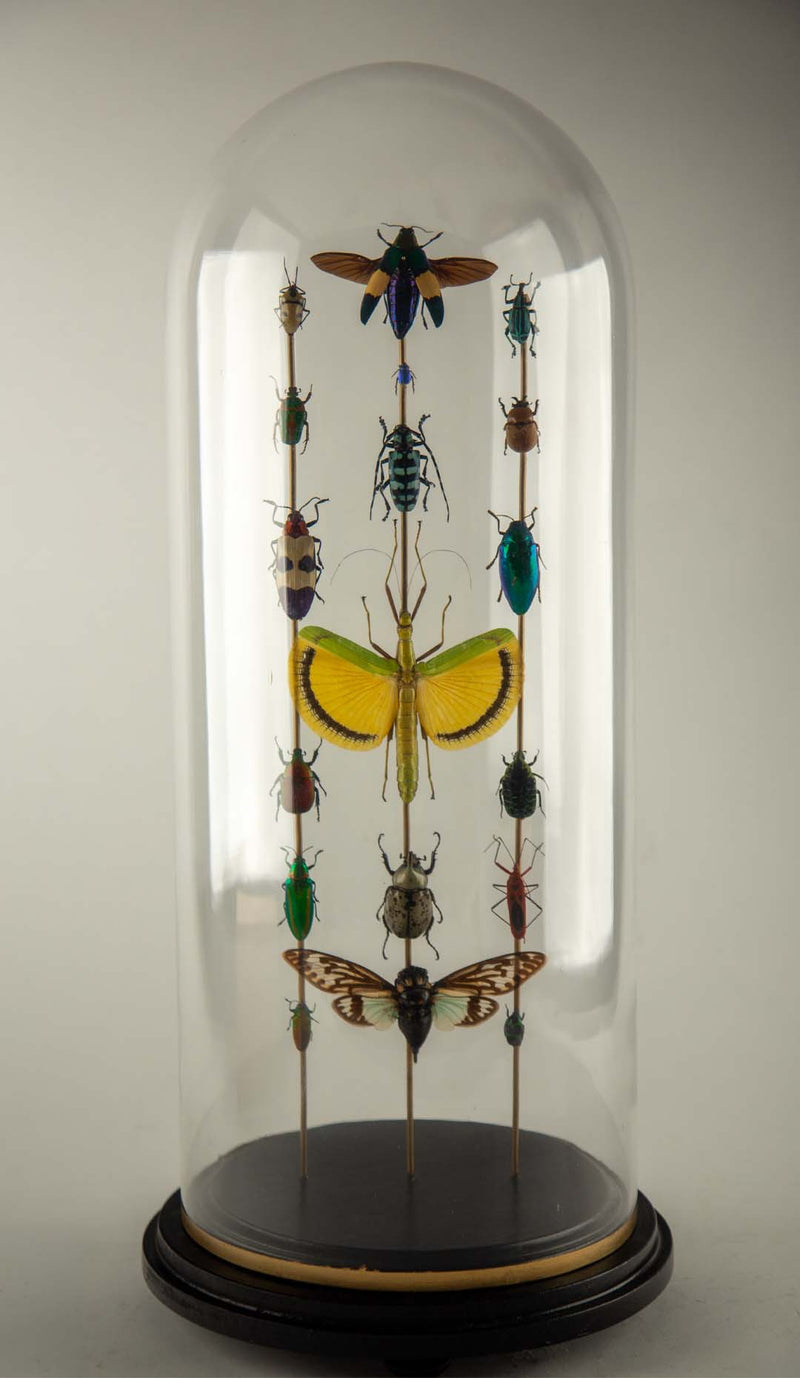 Hasharat, Totems III: Entomological Composition in a 19th-Century Glass Dome