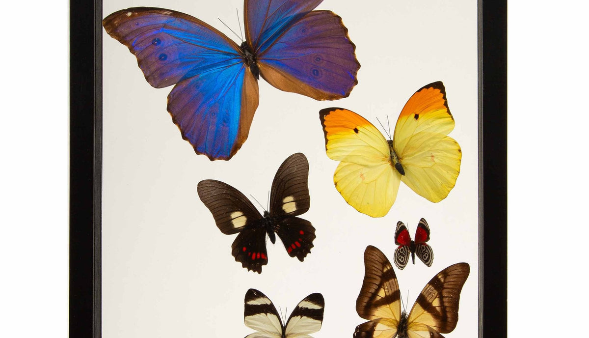 Framed Butterfly Swarm, 15.75" H