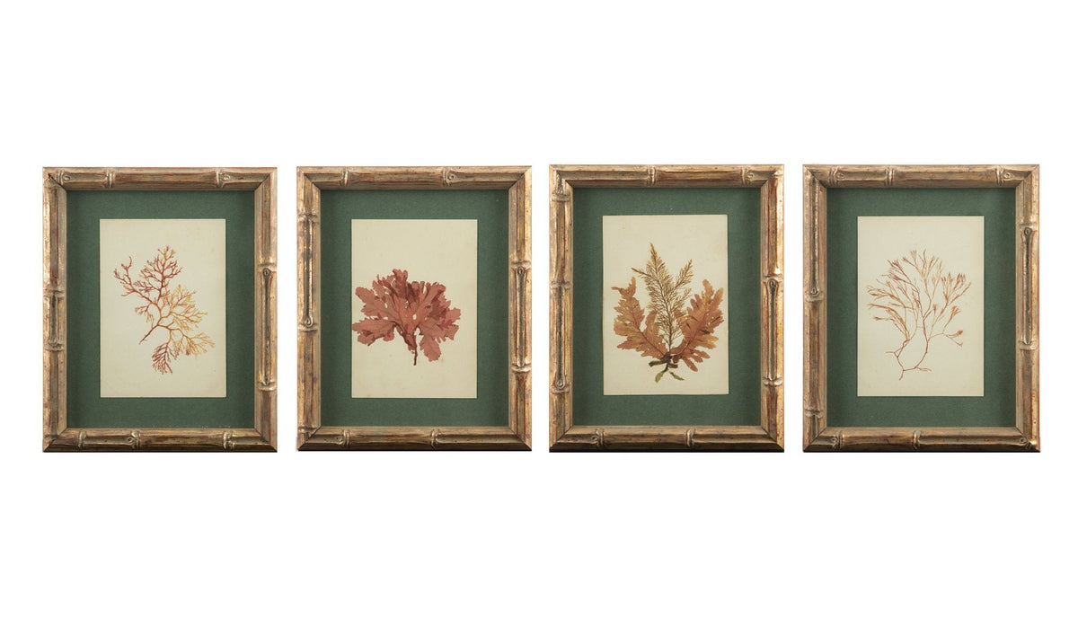 Small Gilt Framed Algae Specimens from the 19th Century 8" H
