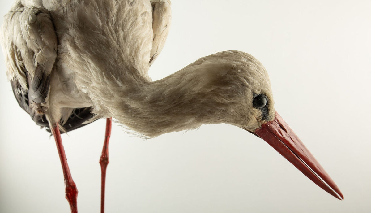 Natural History Mount: White Stork (Ciconia ciconia) 21"H