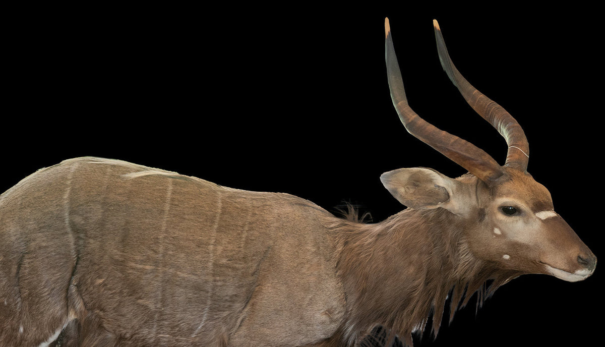 Full Sized Nyala Taxidermy