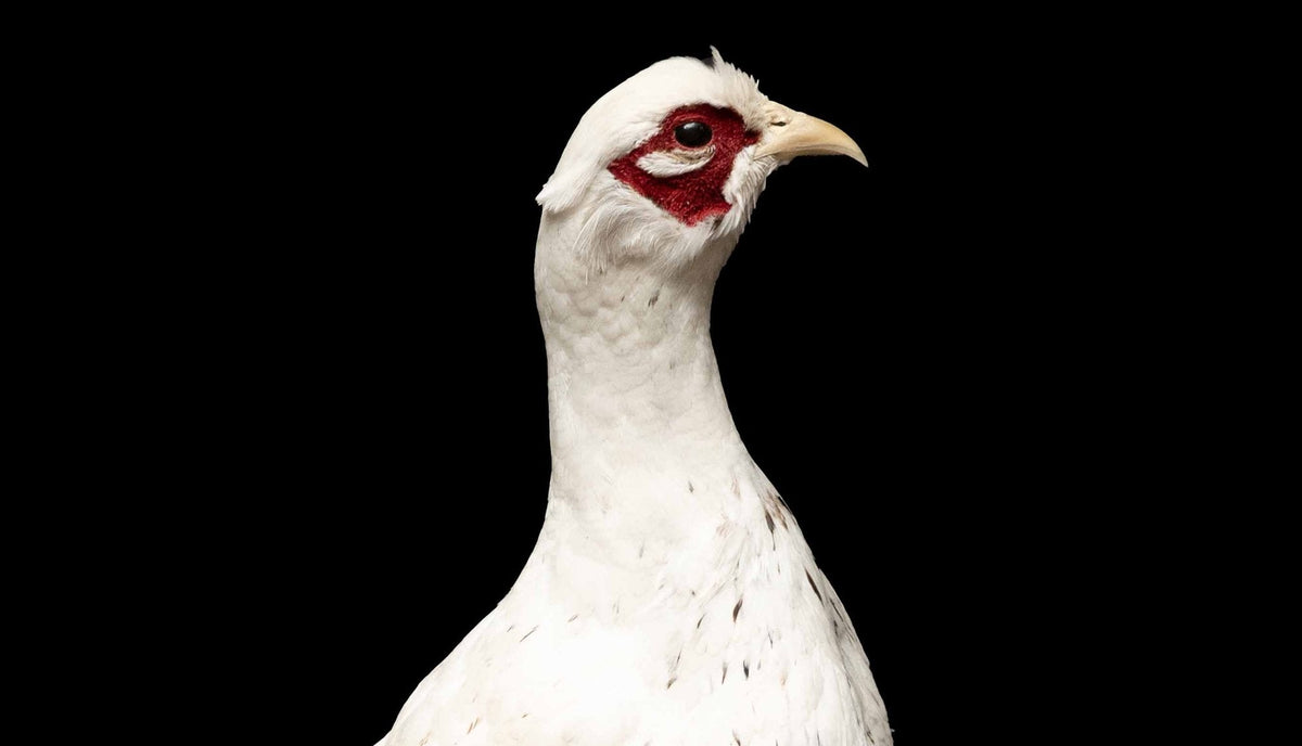 Alaskan Snow Pheasant